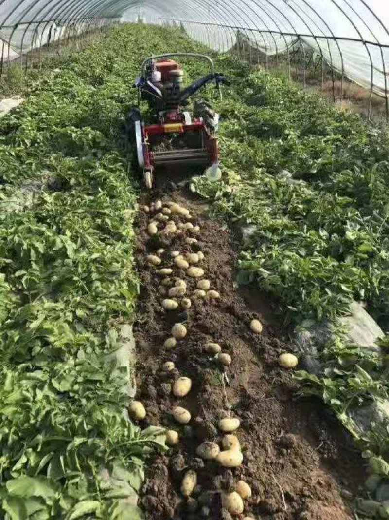 土豆红薯收获机【精品】一手货源土豆地瓜多功能收获机厂家