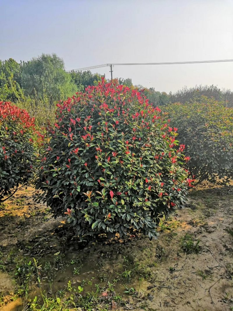 石楠球