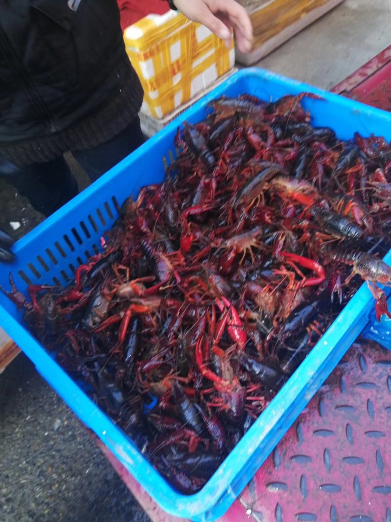 清水小龙虾