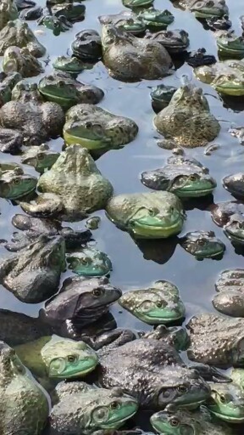 牛蛙1-10