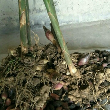 阳荷根阳荷种洋荷姜洋河阳荷茗荷种根种苗
