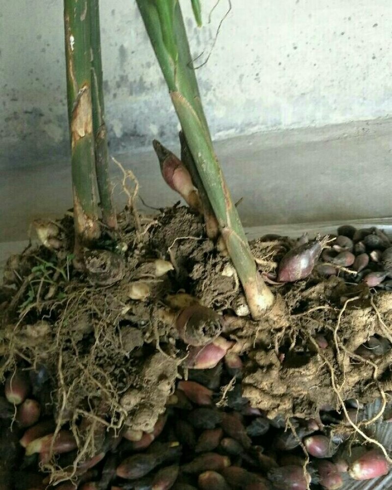 阳荷根阳荷种洋荷姜洋河阳荷茗荷种根种苗