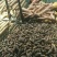 阳荷根阳荷种洋荷姜洋河阳荷茗荷种根种苗