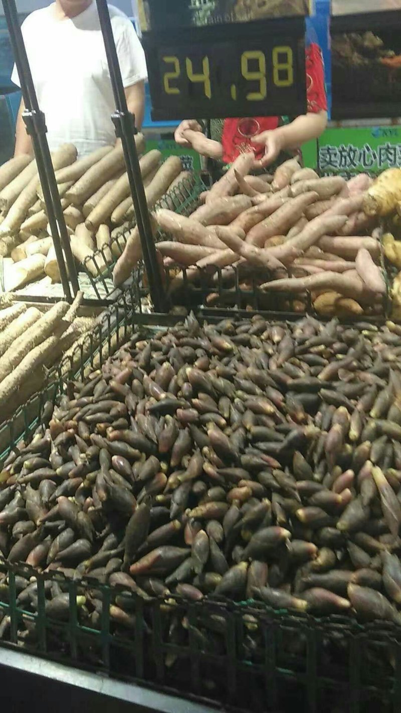 阳荷根阳荷种洋荷姜洋河阳荷茗荷种根种苗