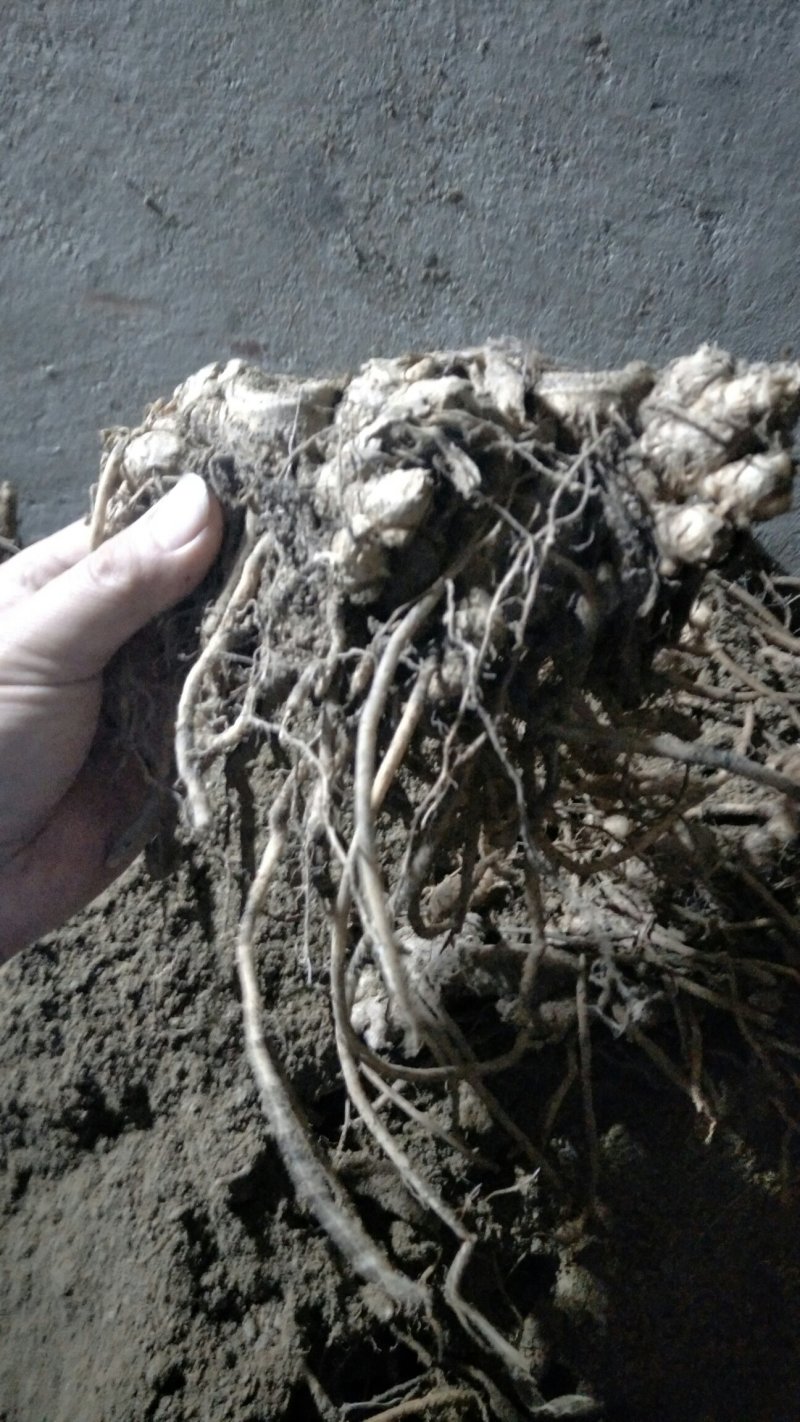 阳荷根阳荷种洋荷姜洋河阳荷茗荷种根种苗