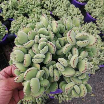 熊童子