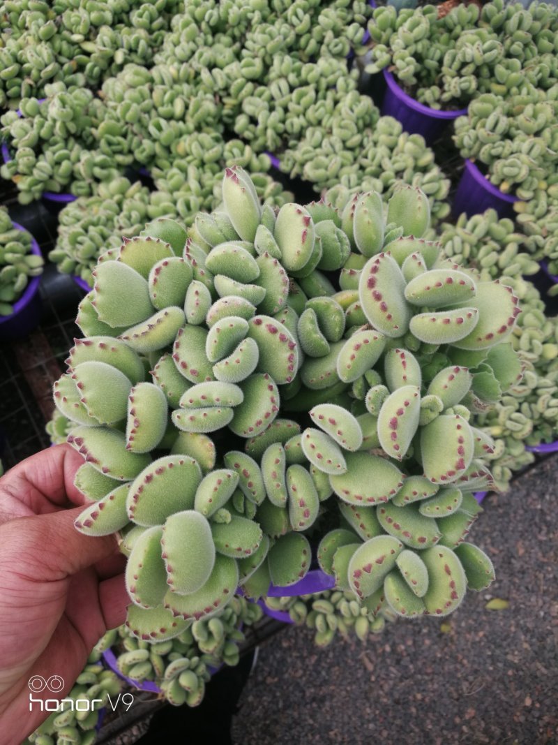 熊童子