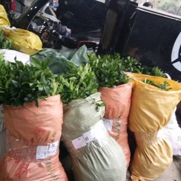 沃柑，红桔头，香橙头，合作社自育自销，包装好车