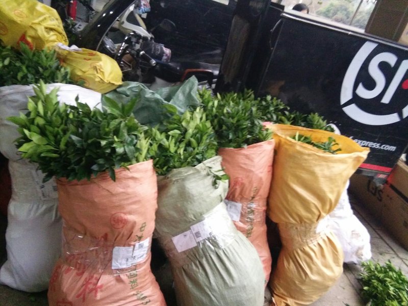 沃柑，红桔头，香橙头，合作社自育自销，包装好车