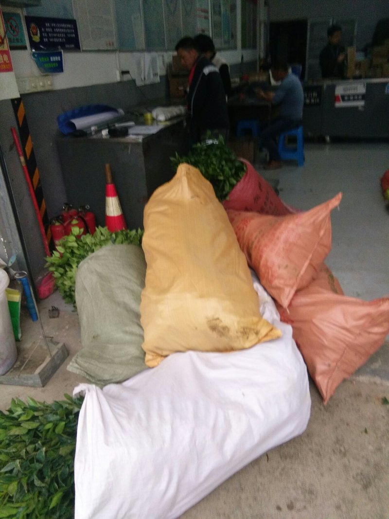 沃柑，红桔头，香橙头，合作社自育自销，包装好车