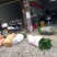 沃柑，红桔头，香橙头，合作社自育自销，包装好车