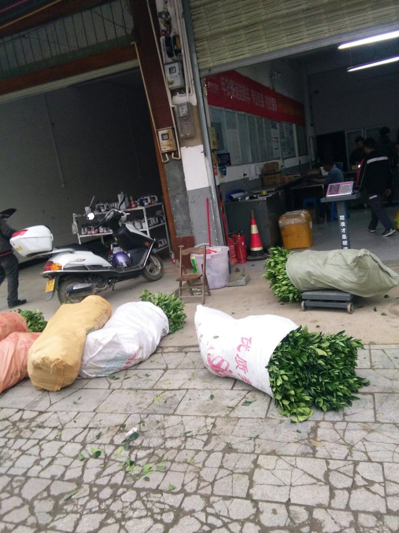 沃柑，红桔头，香橙头，合作社自育自销，包装好车