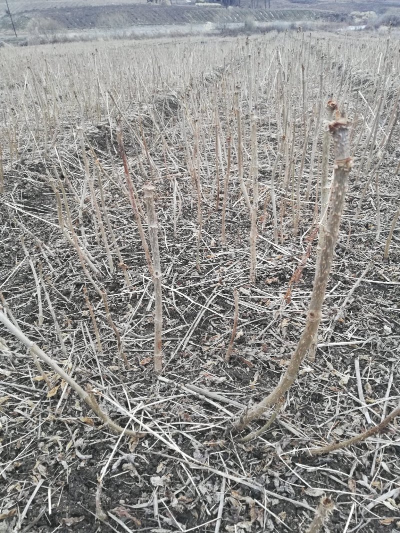 刺嫩芽苗，无死根无烂根，免费提供种植管理技术