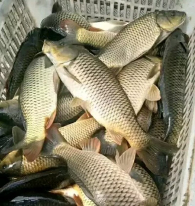 鲤鱼大量批发钓场市场