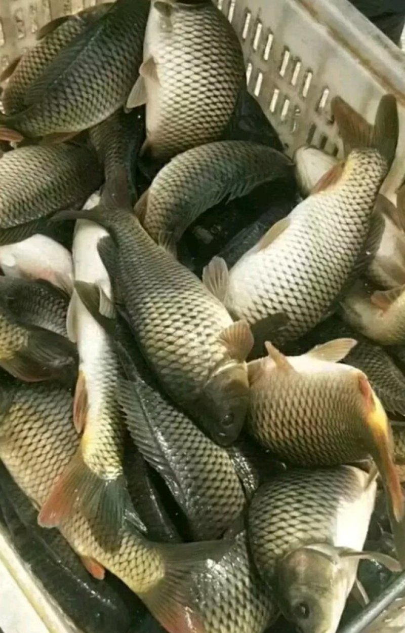 鲤鱼大量批发钓场市场