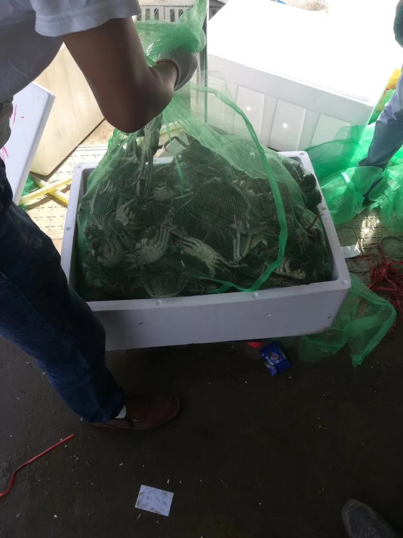 大闸蟹一手货源