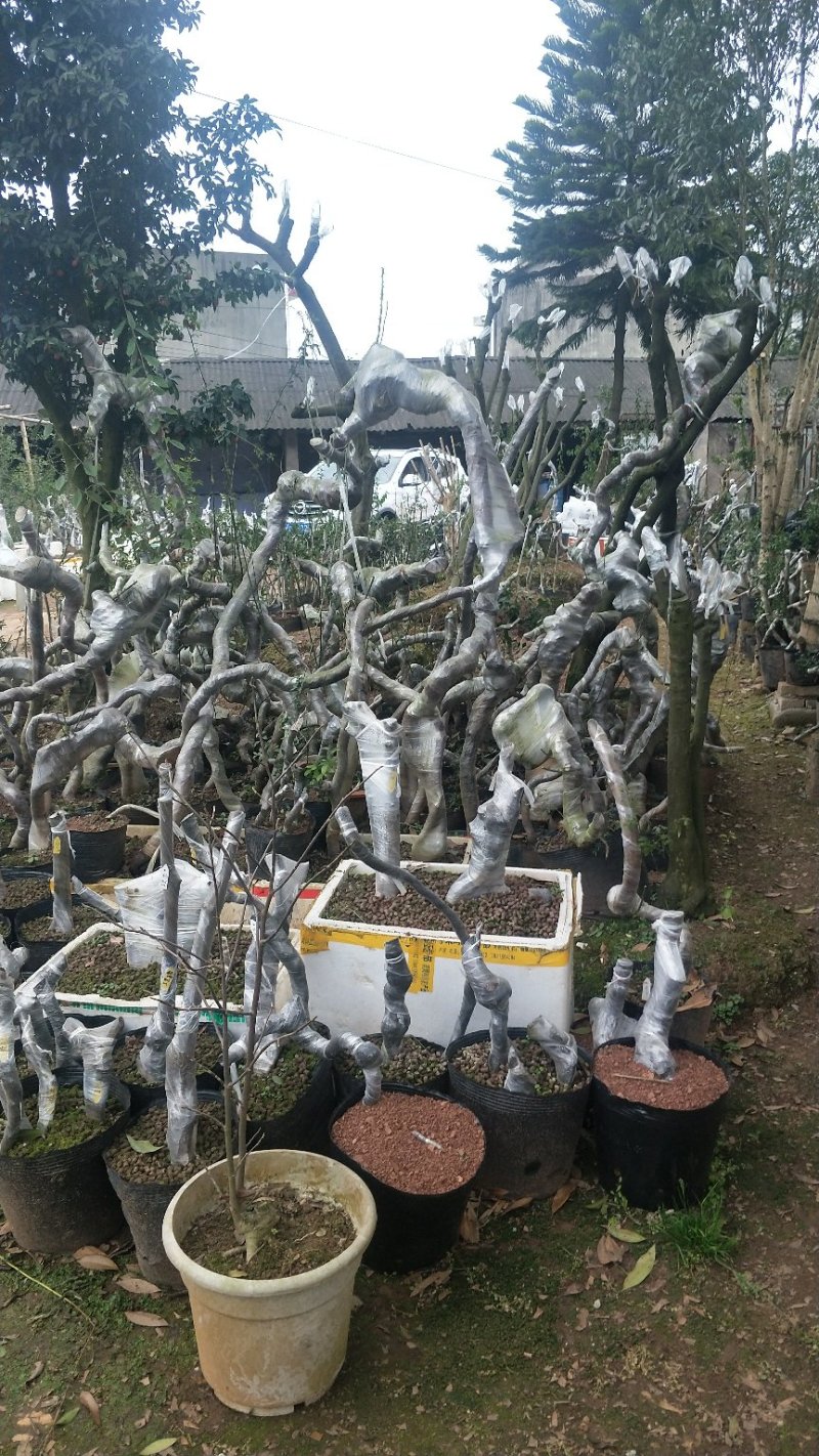 各种大小桩都有价格便宜处理，价钱相当美丽哦！量大从优