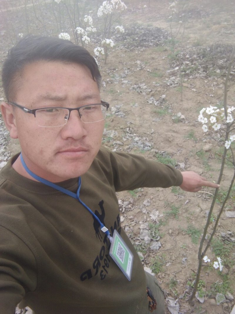 现挖现发的梨树