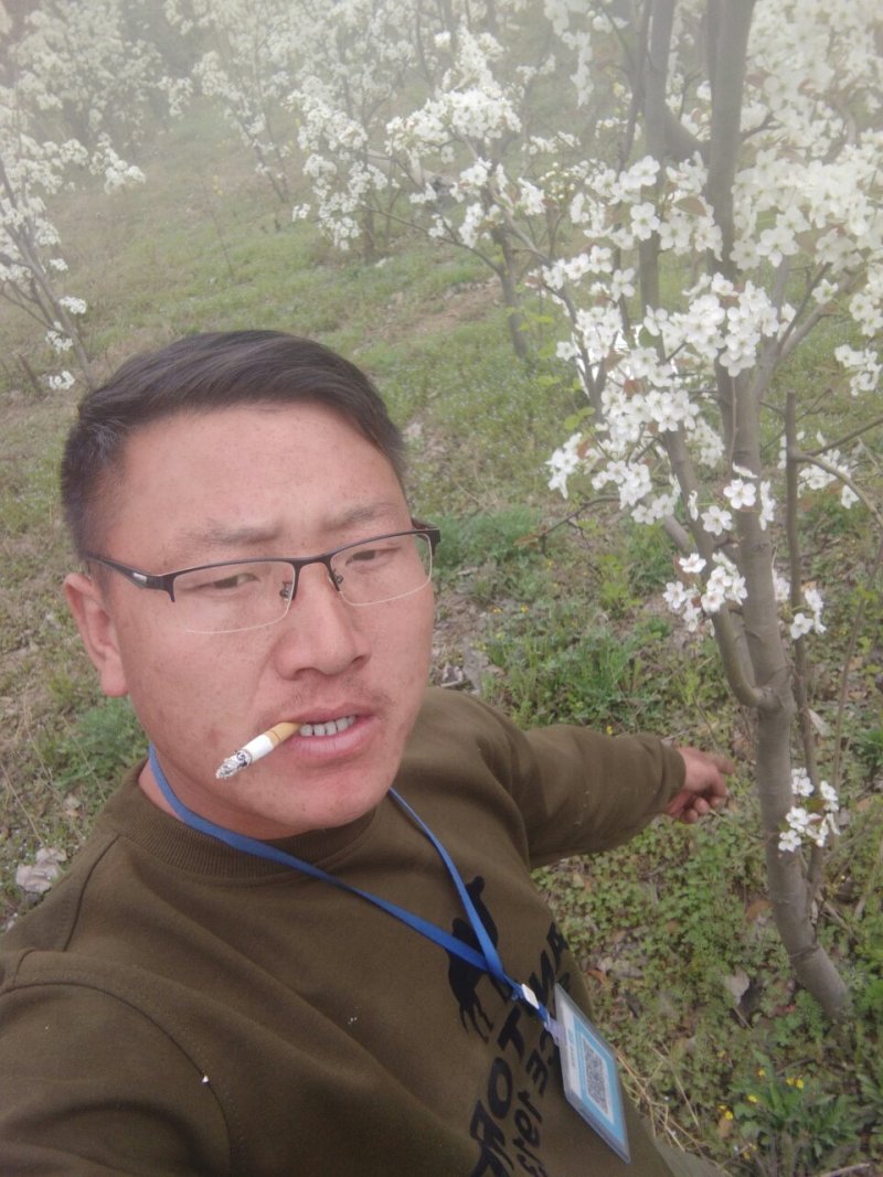 现挖现发的梨树