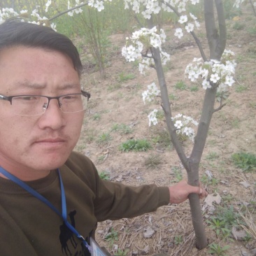 现挖现发的梨树