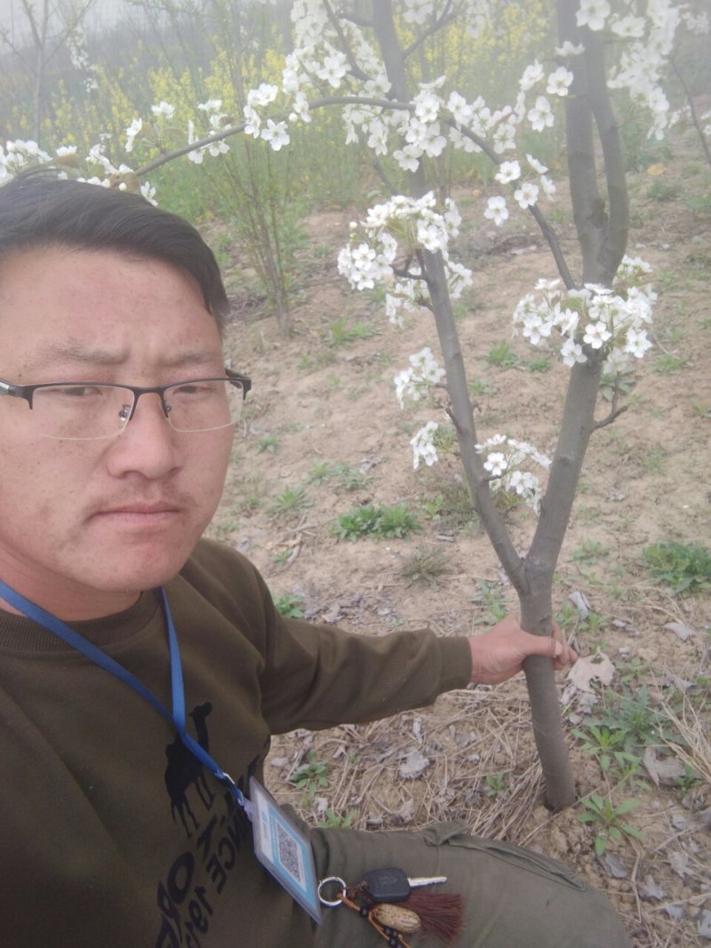 现挖现发的梨树