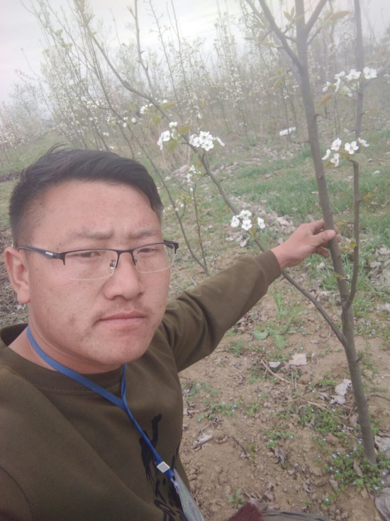 现挖现发的梨树