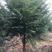 3-15公分征地南方红豆杉，3-20公分绿化精品红豆杉