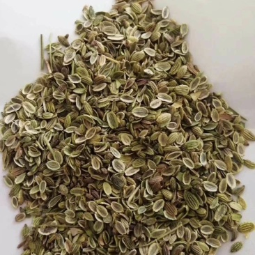 防风种子
