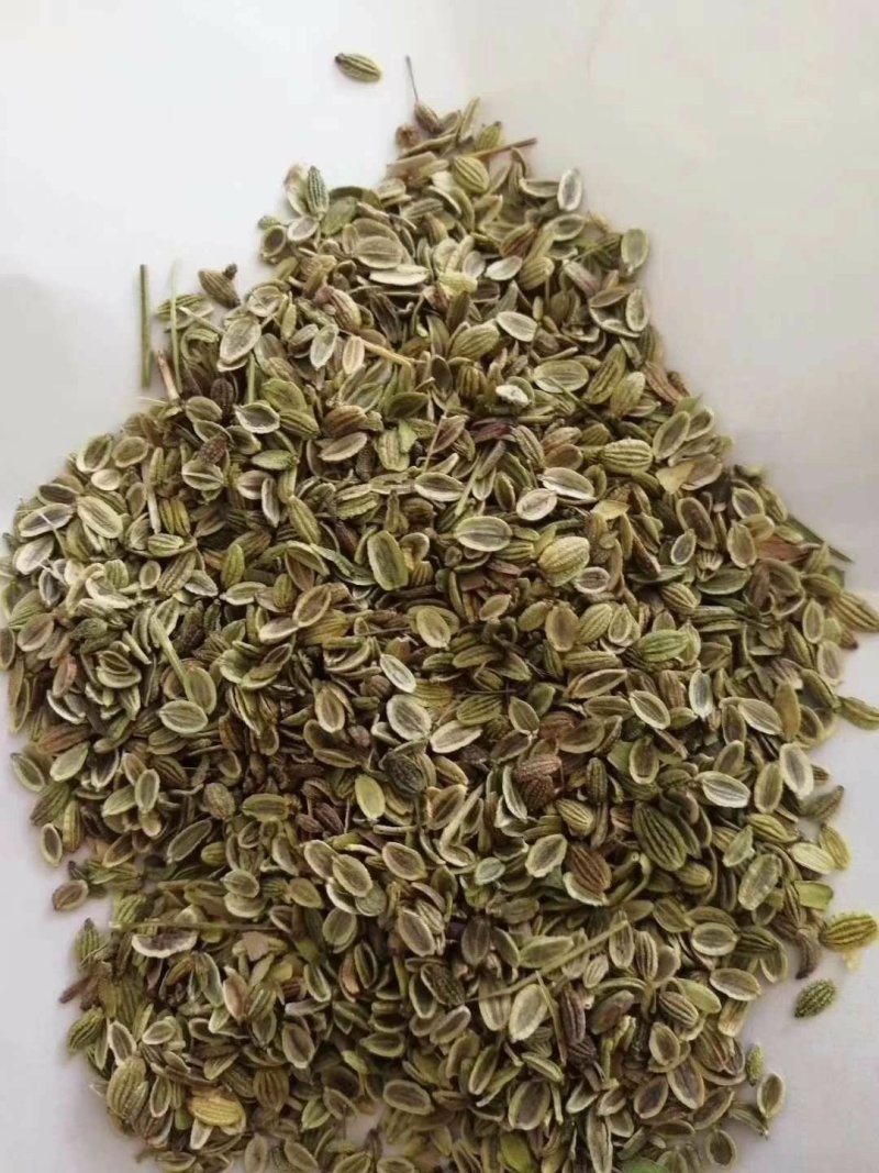 防风种子