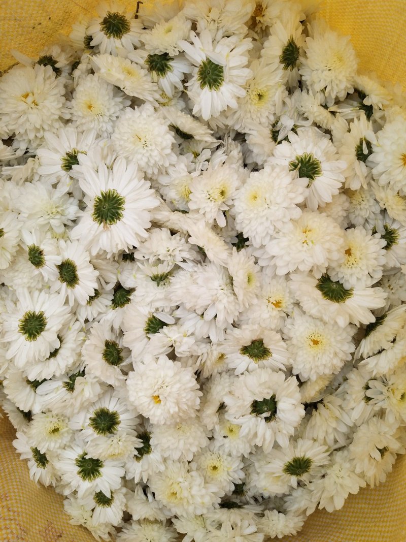 杭白菊