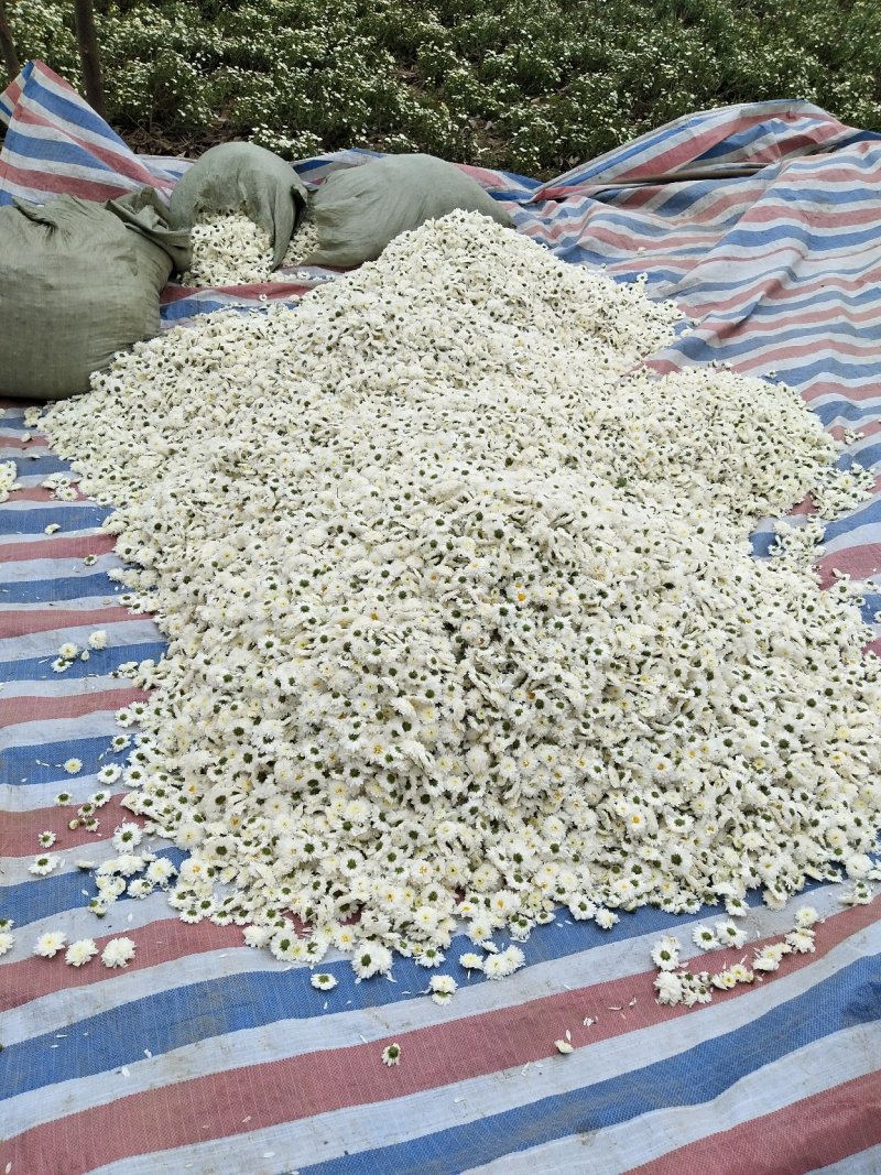 杭白菊