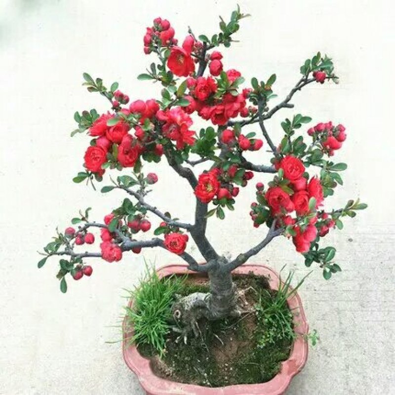 四季循环开花丁香花盆栽丁香花树苗庭院植物丁香花苗盆栽地栽