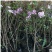 四季循环开花丁香花盆栽丁香花树苗庭院植物丁香花苗盆栽地栽