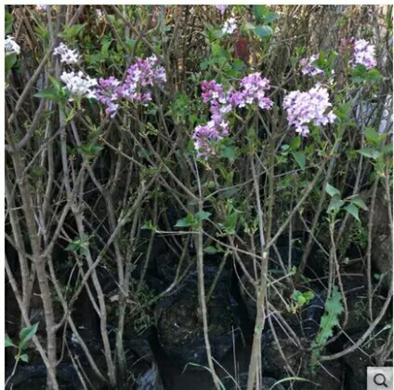 四季循环开花丁香花盆栽丁香花树苗庭院植物丁香花苗盆栽地栽