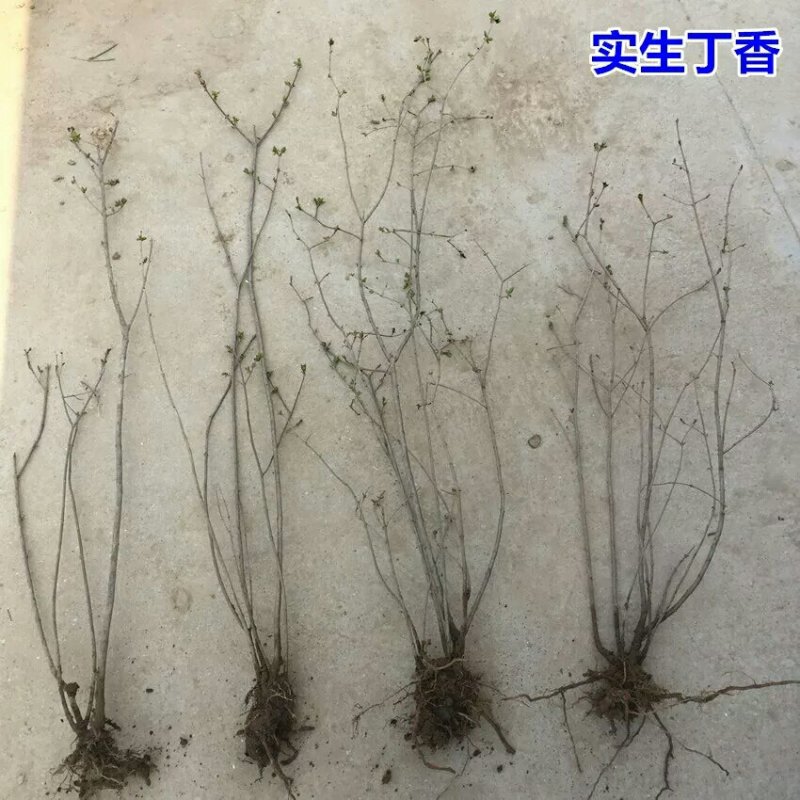 四季循环开花丁香花盆栽丁香花树苗庭院植物丁香花苗盆栽地栽