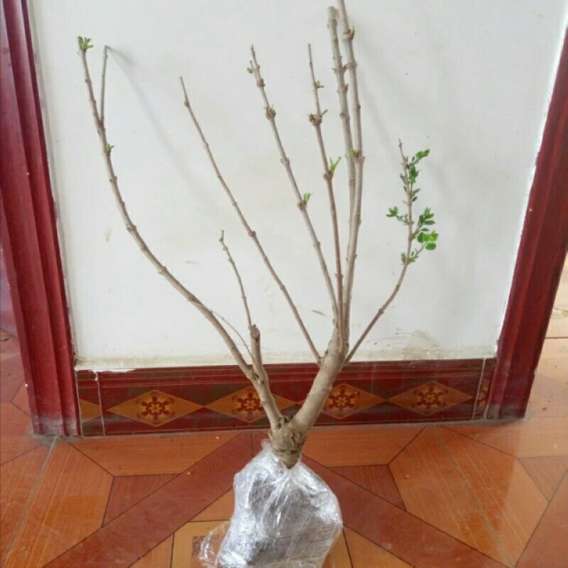 四季循环开花丁香花盆栽丁香花树苗庭院植物丁香花苗盆栽地栽