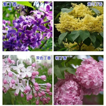 四季循环开花丁香花盆栽丁香花树苗庭院植物丁香花苗盆栽地栽