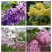 四季循环开花丁香花盆栽丁香花树苗庭院植物丁香花苗盆栽地栽