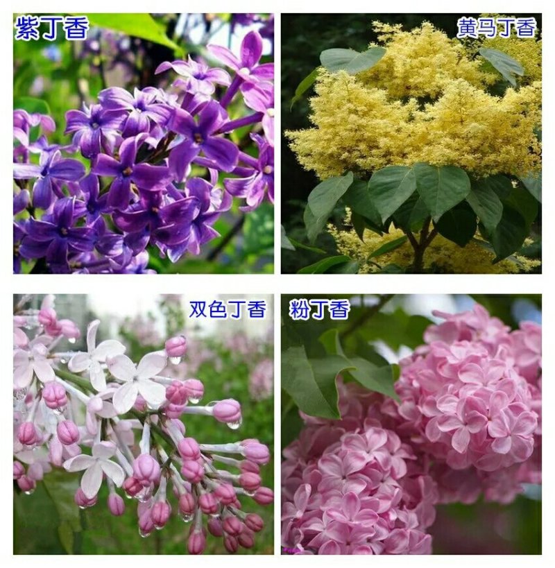 四季循环开花丁香花盆栽丁香花树苗庭院植物丁香花苗盆栽地栽
