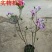 四季循环开花丁香花盆栽丁香花树苗庭院植物丁香花苗盆栽地栽