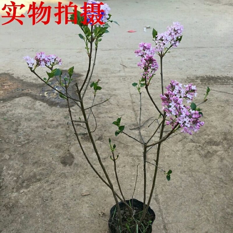 四季循环开花丁香花盆栽丁香花树苗庭院植物丁香花苗盆栽地栽
