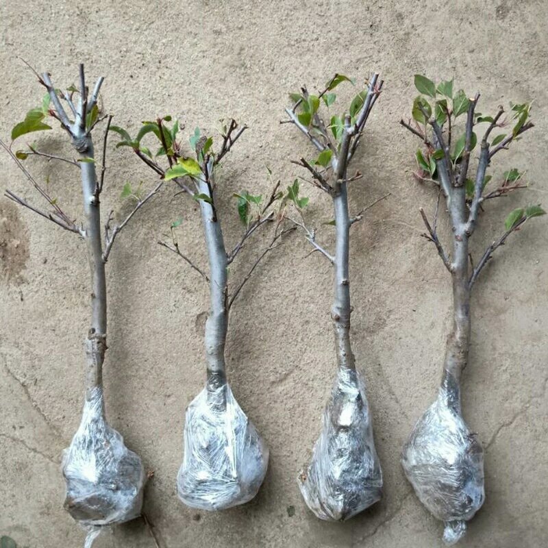 四季循环开花丁香花盆栽丁香花树苗庭院植物丁香花苗盆栽地栽