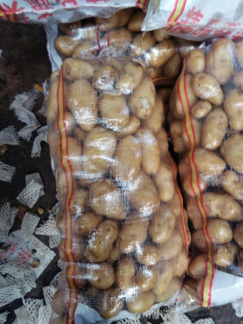 肥城市冷库荷兰十五土豆，颜色好，薯形好，芽眼浅，无黑心。