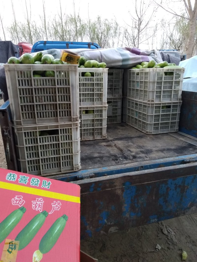万亩西葫基地，油绿西葫大量上市中，一手货源，全天供货，