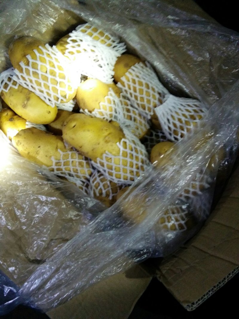 肥城市，冷库新荷兰十五土豆大量出库，规格齐全，一手货源