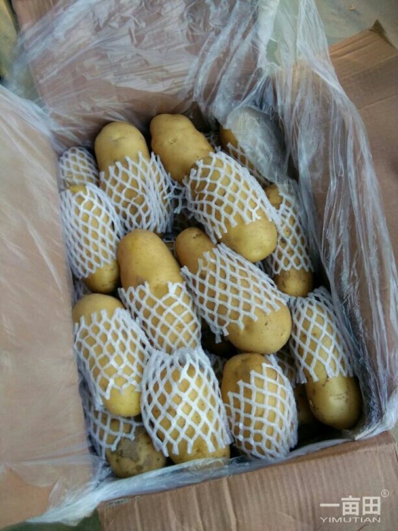 肥城市，冷库新荷兰十五土豆大量出库，规格齐全，一手货源