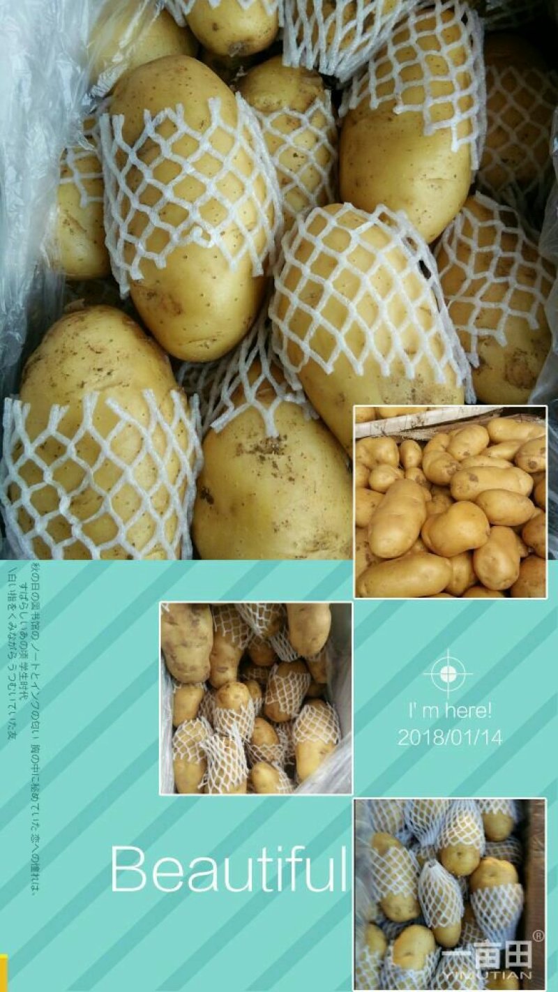 肥城市，冷库新荷兰十五土豆大量出库，规格齐全，一手货源