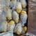 肥城市，冷库新荷兰十五土豆大量出库，规格齐全，一手货源
