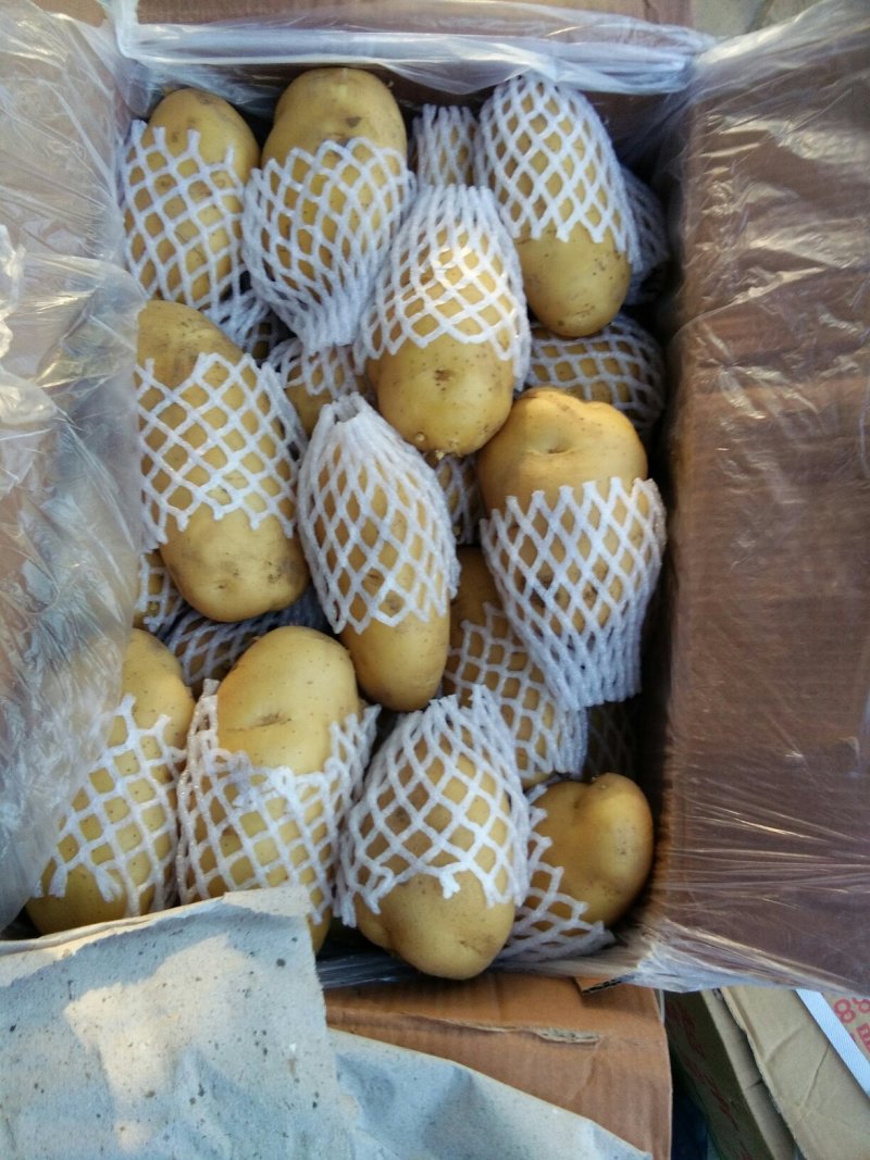 肥城市，冷库新荷兰十五土豆大量出库，规格齐全，一手货源