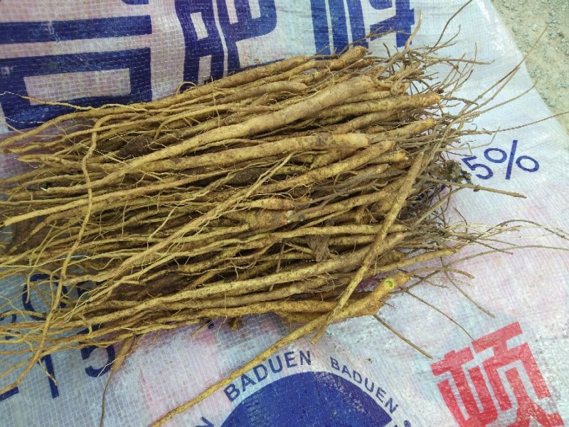 尤知，丹参苗，黄芩苗，有需要的请联系